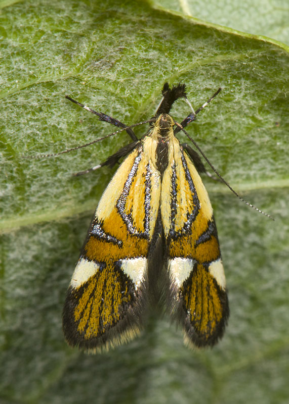 Alabonia geoffrella, Oecophoridae